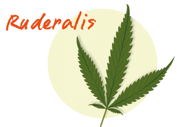 ruderalis