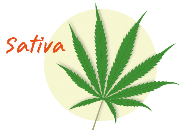canabis sativa