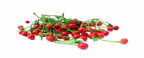 ผลมะแว้ง