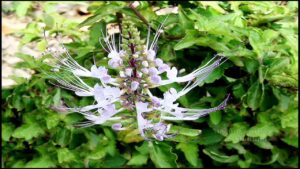 หญ้าหนวดแมว