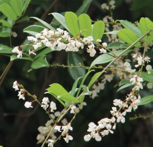 เถาวัลย์เปรียง