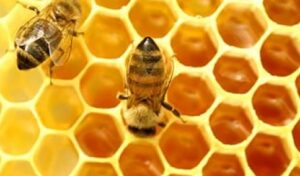 รังผึ้ง