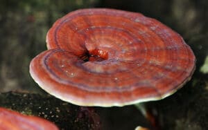 เห็ดหลินจือ