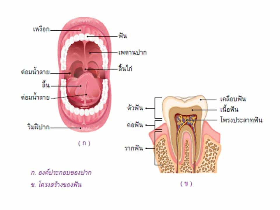 ช่องปาก