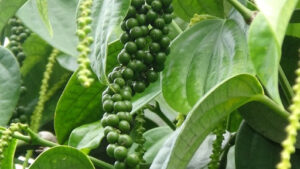 พริกไทย