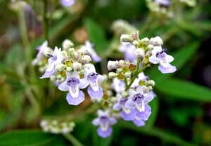 ดอกคนทีเขมา