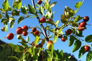 ซวนเจ่าเหริน