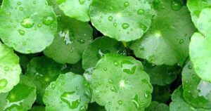 ใบบัวบก