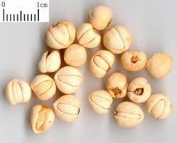 เมล็ดพืช