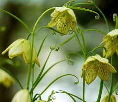 ดอกสมุนไพรจีน