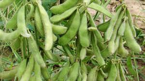 ฝักถั่วเหลือง