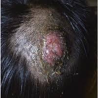 กลากที่หัว