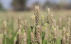 เทียนเกล็ดหอย