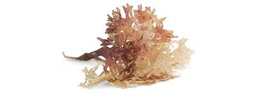 ส่าหร่ายสีน้ำตาล