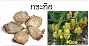 กระทือ