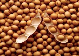 ถั่วเหลือง