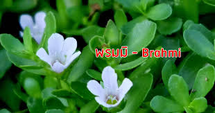 ต้นพรมมิ