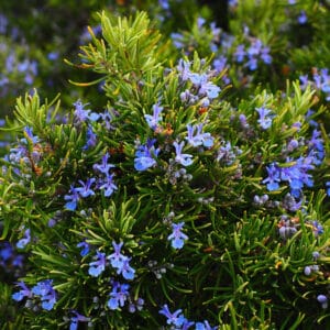 โรสแมรี่