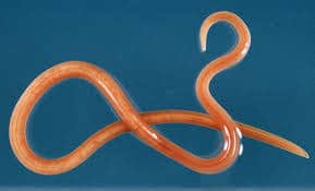 พยาธิตัวกลม