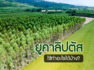 ยูคาลิปตัส