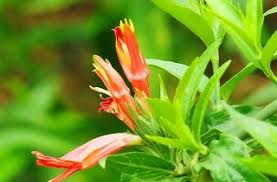 สเลดพังพอนตัวเมีย