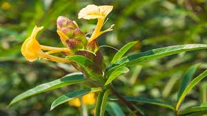 สเลดพังพอนตัวผู้